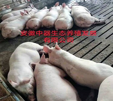 家畜產品